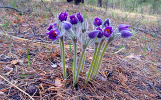 Весной проснулась сон-трава