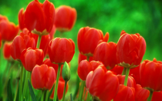 Тюльпаны - улыбка весны