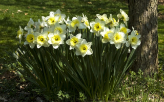 Весенние цветы нарциссы