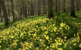 Весенняя поляна в лесу