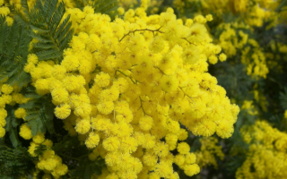 Весна, цветет мимоза