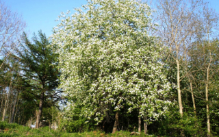 Весна. Цветет черемуха
