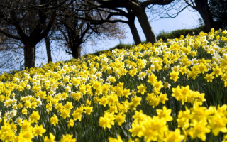 Нарциссы накрыли весеннюю поляну