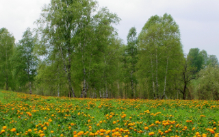 Весенняя картинка природы