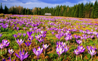 Весенняя поляна цветов