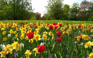 Весна в цветах