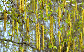 Весенний наряд березы