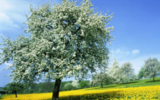 Весенний пейзаж