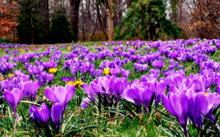 Весенняя опушка леса