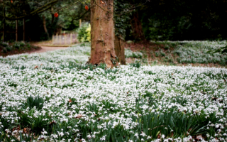 Весенняя поляна подснежников