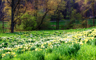 Нарциссы украсили весеннюю поляну