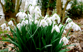 Цветы весны подснежники