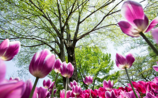 Весенняя картинка