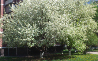 Весна в городе