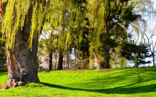 Зеленая весенняя поляна