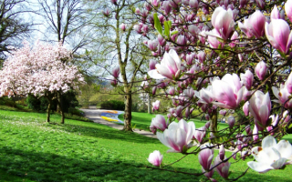 Цветущие деревья в весеннем парке