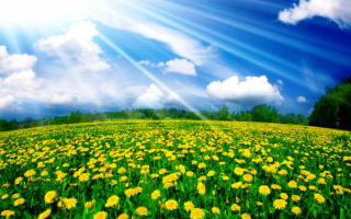 Весеннее поле одуванчиков