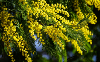 Весенняя ветка мимозы
