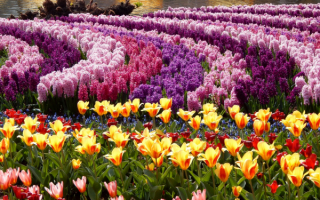 Весенняя клумба цветов