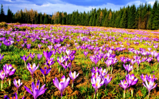 Весенняя поляна крокусов