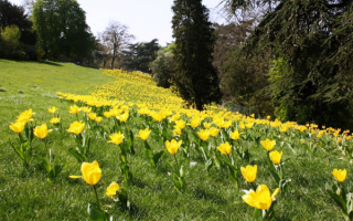 Весенняя поляна тюльпанов