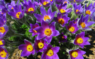 Красивые весенние цветы