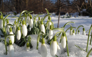 Первые весенние цветы