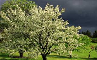 Пришла весна