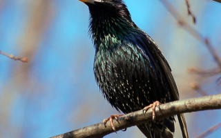 Скворец воспевает весну