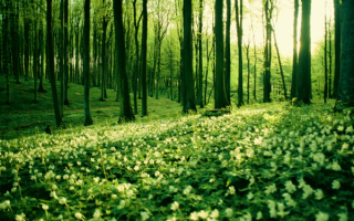 В весеннем лесу