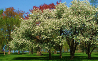 В весеннем саду