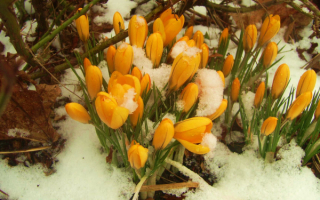 Весенние крокусы