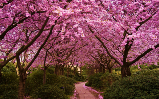 Весенний парк