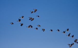 Весенний перелет