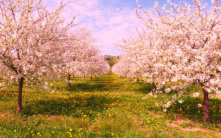 Весенний сад