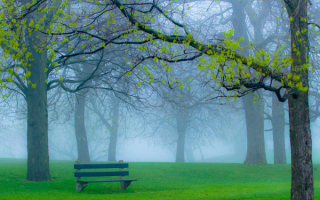 Весенний туман