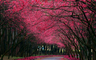 Весенняя аллея