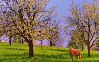 Весенняя картинка