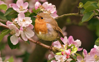 Весенняя птаха