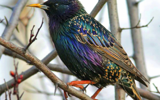 Весенняя птица скворец