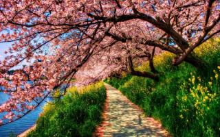 Весенняя тропинка