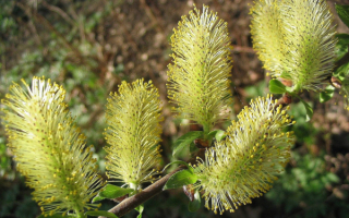 Весенняя веточка