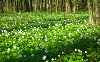 Весна в лесу