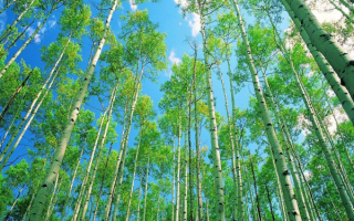 Весна в осиннике