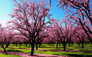 Весна в вишневом саду