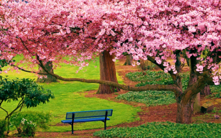 Вишня в весеннем саду