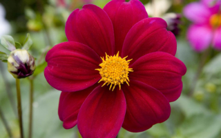 Бордовый георгин с желтым