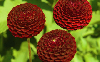 Бордовые георгины