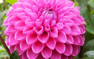 Георгин помпонный розовый