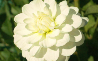 Георгин белый